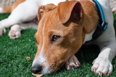 杰克罗素梗 小狗 狗 宠物 犬类 动物 品种 哺乳动物 悲伤的狗
