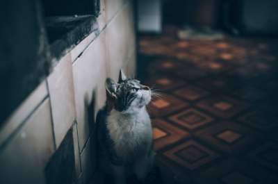 猫 宠物 动物 小猫 猫科动物 国内的 家 房子 暮