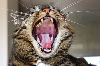 猫 鲭鱼 猫的嘴 打哈欠 轻松 放松 家猫 小胡子 动物肖像