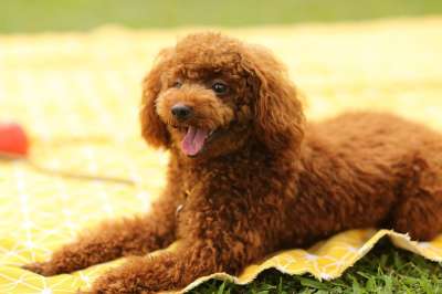 狗 小狗 贵宾犬 宠物 动物 年轻的狗 家犬 犬类 哺乳动物