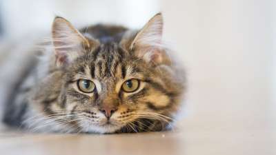 猫 小猫 可爱的 有趣的 胡须 脸
