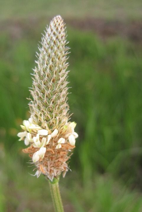 性质 动物区系 植物区系 芦苇 野花 草 花草地上 字段
