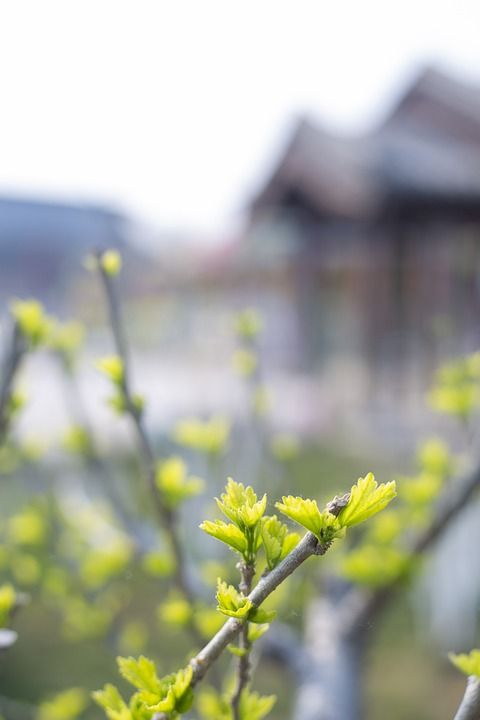 公园 山水 花草 树木