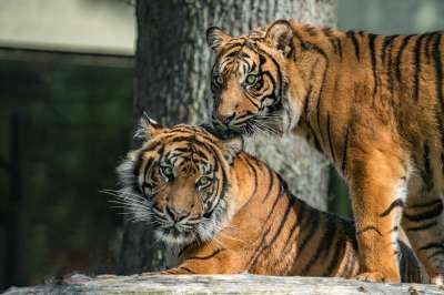 猫 野生动物 食肉动物 捕食者 老虎 猎人 动物园 危险 动物