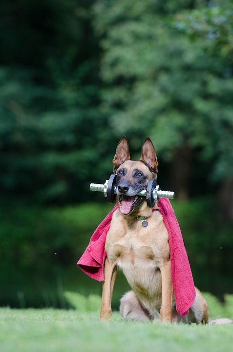 诡计 狗把戏 玛利诺犬 狗表演把戏 比利时牧羊犬 健康