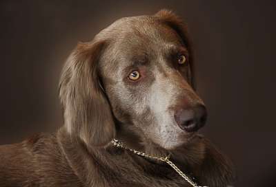 犬只 狗 猎犬 动物肖像 家畜 鼻子 亲爱的 棕色的 品种的狗