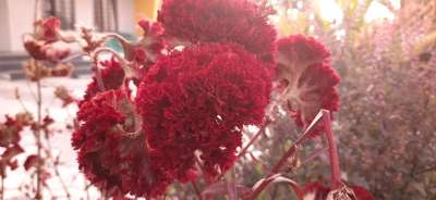 花草 花朵 草 自然 植物 野花 花园 红色的