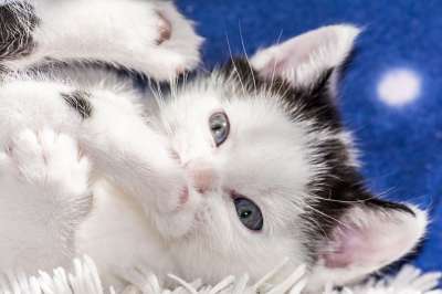 小猫 猫宝宝 年轻的猫 猫 偎 可爱的 动物 猫家族 幼兽