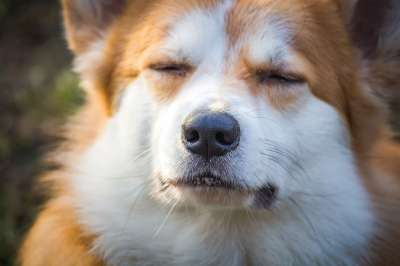 动物 柯基犬 宠物 犬类 哺乳动物 彭布罗克威尔士柯基 威尔士柯基