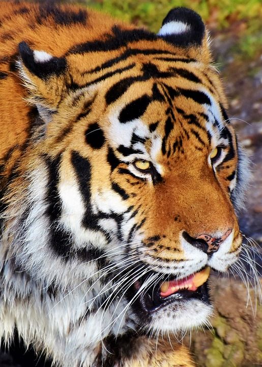 老虎 虎头 大猫 捕食者 野猫 危险的 西伯利亚虎 晶须 大华