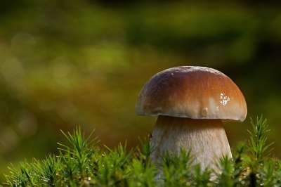 蘑菇 森林 苔藓 食物 食用
