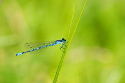 昆虫 豆娘 自然 天蓝色豆娘 Coenagrion Puella 动物