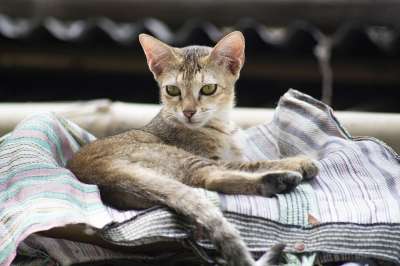 猫 小猫 宠物 猫科动物 动物 毛皮 基蒂 胡须 哺乳动物