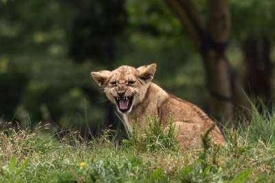 动物园 狮子宝宝 捕食者 野猫 野生 动物