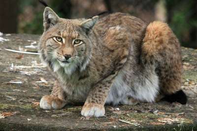 动物 猫 大猫 猞猁 猞猁 猞猁 猞猁 猞猁 猞猁