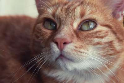 猫 红鲐鱼鱼骨 家猫 红色的 小猫 家畜 野生动物 猫脸 宿醉