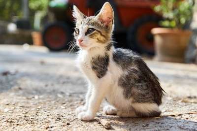 猫 小猫 宠物 猫科动物 动物