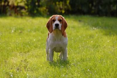 狗 小狗 比格犬 动物 种族 比格尔