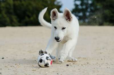 白色牧羊犬 小狗 狗小狗 沙滩上的小狗 带球的小狗