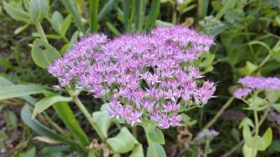 花 草 花草 紫色 公园