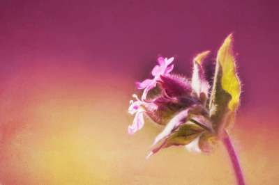 图片 绘画 数码绘画 作画 花 红 Catchfly