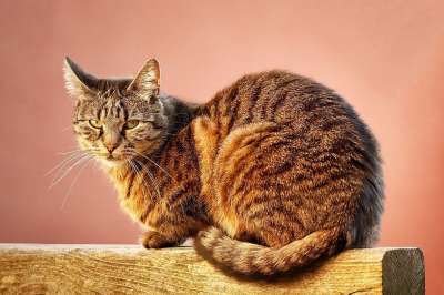 猫 动物 家畜 可爱的猫咪 橙色的 肖像 猫眼