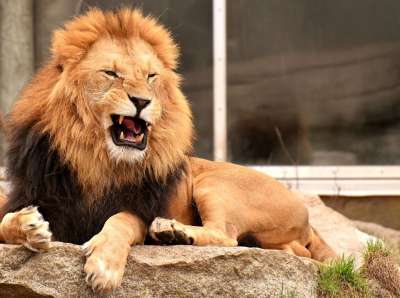 狮子 捕食者 危险的 鬃毛 大猫 男性 动物园 野生动物 非洲