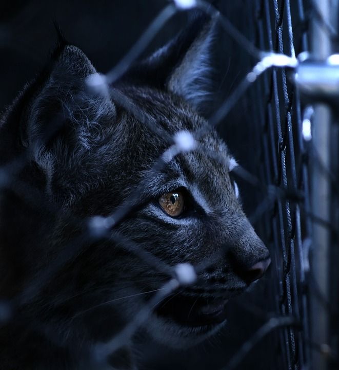 猞猁 捕捉 锁定 栅栏 看法 眼睛 夜晚 黑暗的 在晚上