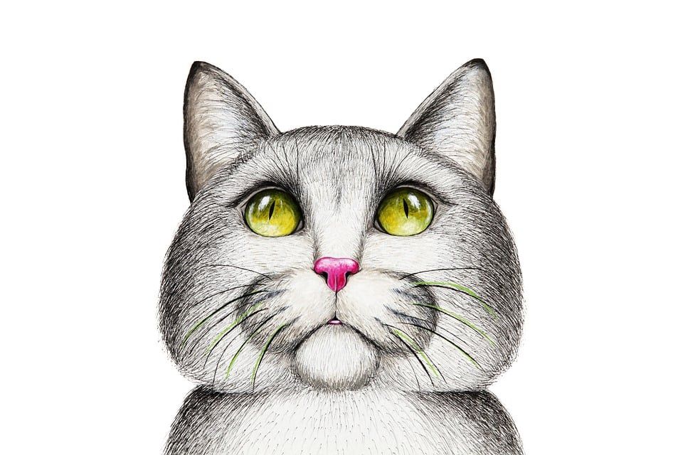 有趣的, 可爱的, 艺术的, 猫, 动物, 小猫, 基蒂, 肖像, 猫科动物