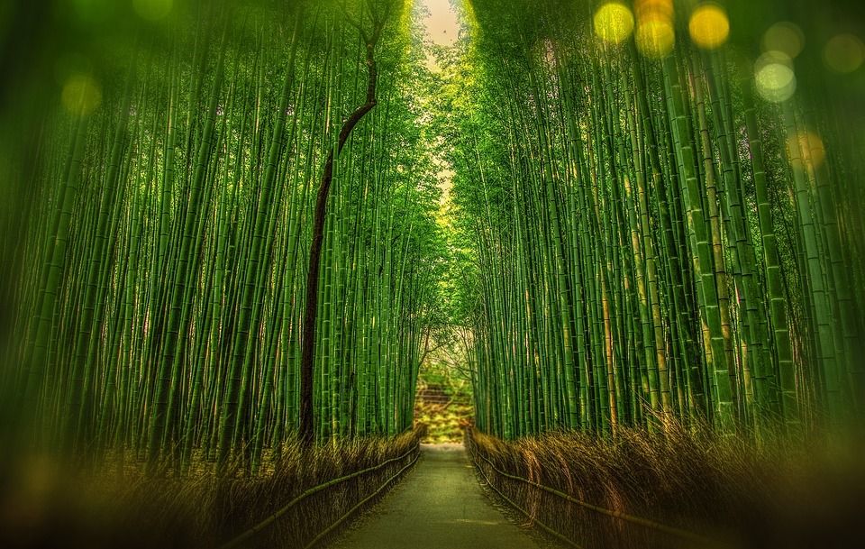 京都, 日本, 竹, 背景虚化, 冒险, 林, 旅行, 竹, 竹, 竹, 竹