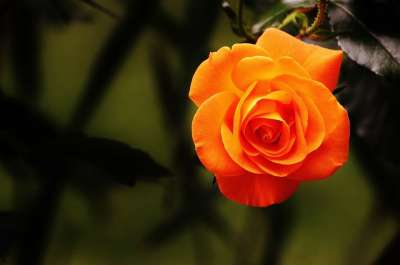 玫瑰 橙玫瑰 橙花 橙色花瓣 植物群 开花 盛开 花 花艺