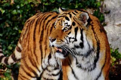 老虎 虎头 大猫 捕食者 野猫 危险的 西伯利亚虎 晶须 大华