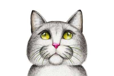 有趣的 可爱的 艺术的 猫 动物 小猫 基蒂 肖像 猫科动物