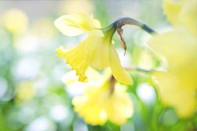 水仙花 春天 鲜花 黄色的花 花园 园艺