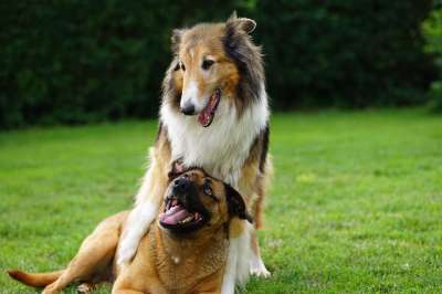 小狗 宠物 犬类 动物 说谎 毛皮 播放 玩耍 鼻子 哺乳动物