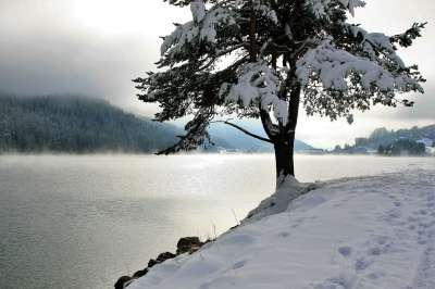 雪 树 松 湖 山 全景图 魔术 冰冷的 有没有人 冬天的梦