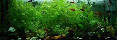 水族馆 鱼 观赏鱼 霓虹鱼 水 水下 热带 海洋 丰富多彩的