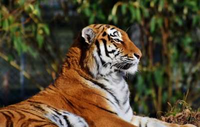 老虎 大猫 捕食者 野猫 危险的 高贵 大华 野生动物 动物园