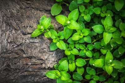 植物 阔叶 叶子 大自然 树 绿色 质地 春天 联盟的州