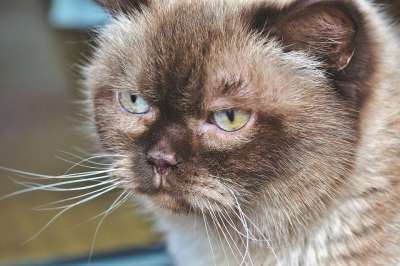品种猫 猫 纯种 英国 短发 家猫 可爱的