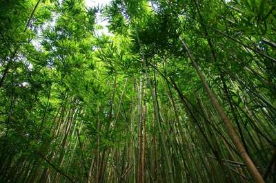 竹子 森林 远足 植物 树 绿色 有天赋的人 禅 户外的 公园