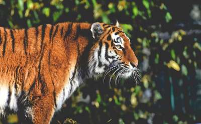 老虎 大猫 捕食者 野猫 危险的 动物园 动物 猫 自然