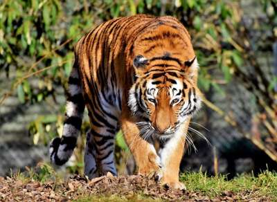 老虎 大猫 捕食者 野猫 虎头 舌头 危险的 高贵 大华