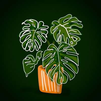 龟背竹 植物 热带 树叶 室内植物 植物洞 画画 背景 设计
