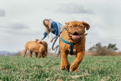 波尔多Mast犬 草 跑步 Dogue De 波尔多 法国獒犬