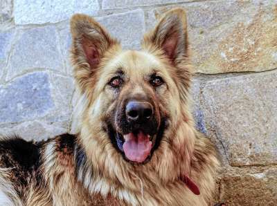 动物 狗 德国牧羊犬 狗休息 眼睛 狗简介 看 成年狗 犬类