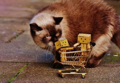丹波 人物 购物冒险 购物 猫 好奇的 英国短毛猫 一起