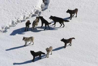 狼 狼群 犬狼疮 捕食者 六 包动物 冬天 雪 动物 野生动物