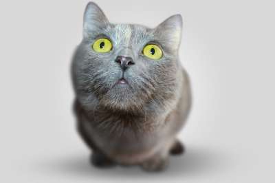 猫 动物 眼睛 灰色的 视线 视图 宠物 亲爱的