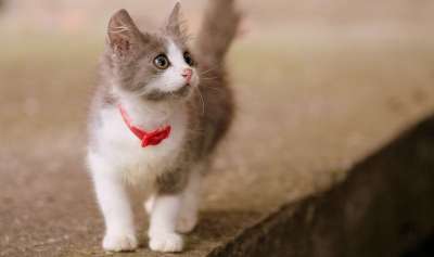 那只猫 猫似的 小的 可爱的 斑点